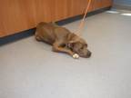 Adopt ISABELLE a Pit Bull Terrier