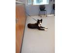 Adopt SUMMER a Border Collie