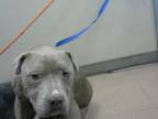 Adopt ATHENA a Pit Bull Terrier