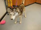 Adopt CHLOE a Husky