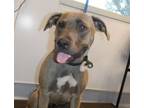 Adopt SUNRISE a Pit Bull Terrier