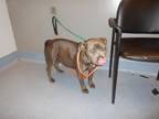 Adopt COOKIE a Pit Bull Terrier