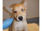 Adopt JENNY a Basenji
