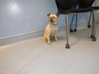 Adopt RUSSELL a Brussels Griffon