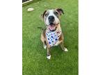 Adopt PENELOPE a Pit Bull Terrier, Catahoula Leopard Dog