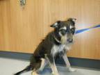 Adopt CHEYENNE a Yorkshire Terrier, Mixed Breed