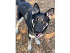 Adopt DAKOTA* a German Shepherd Dog, Siberian Husky