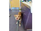 Adopt PEACHES a Pit Bull Terrier