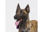 Adopt KYLA a Belgian Shepherd / Malinois