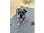 Adopt PENELOPE a Pit Bull Terrier, Mixed Breed