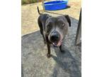 Adopt STAR a Pit Bull Terrier