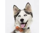 Adopt SASHA a Husky