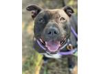 Adopt LITTLE a Pit Bull Terrier