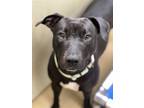 Adopt SHURI a Pit Bull Terrier, Mixed Breed