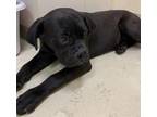 Adopt LADY ELIZABETH a Boxer, Cane Corso