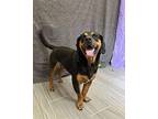 Coach Hound (Unknown Type) Adult Male