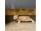 West Domestic Shorthair Kitten Male