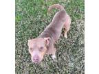 Nanners American Pit Bull Terrier Adult Female