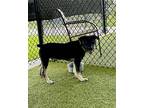 Richard Australian Shepherd Puppy Male