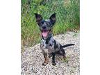 Pepper (6330) Chihuahua Adult Female