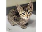 Corneila Domestic Shorthair Kitten Female
