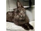 Kyrie Irving Domestic Shorthair Kitten Male