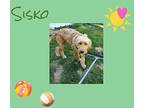Sisko Goldendoodle Young Male