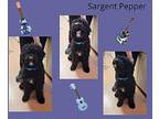 Sargent Pepper Poodle (Standard) Young Male