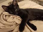 Apollo Domestic Shorthair Kitten Male