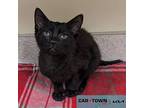 Forty Domestic Shorthair Kitten Male