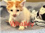 Watley Domestic Mediumhair Kitten Male