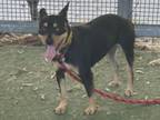 Adopt PLUM a Pit Bull Terrier