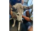 Adopt RUBY a Siberian Husky