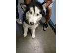Adopt ROXIE a Siberian Husky