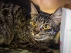Adopt JALAPENO a Domestic Short Hair