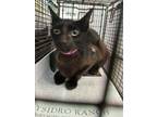 Adopt SANDY a Domestic Short Hair