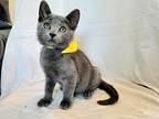 Pirate Hat Domestic Shorthair Kitten Male