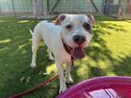 Adopt LUNA a American Staffordshire Terrier, Mixed Breed