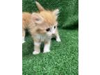 Adopt ORANGE BABY # 2 a Domestic Short Hair