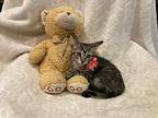 Jodie Domestic Shorthair Kitten Female