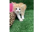 Adopt ORANGE BABY # 3 a Domestic Short Hair