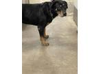 Adopt LULU a Rottweiler