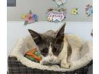 Adopt GRACE a Domestic Short Hair