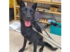 Adopt LARKA a German Shepherd Dog
