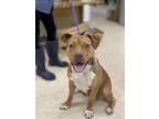Adopt RUBY a Pit Bull Terrier, Mixed Breed