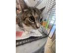 Adopt BRAZIL a Domestic Short Hair