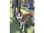 Adopt SAVANNA a Klee Kai