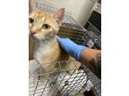 Adopt A254357 a Domestic Short Hair