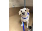 Adopt ROXY a Beagle, Mixed Breed