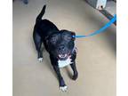 Adopt KHLOE a Pit Bull Terrier